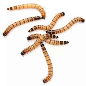 ZOOPHOBAS ALIMENTO VIVO 30PZAS.