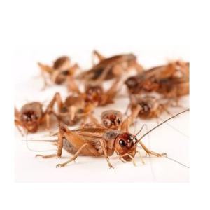 GRILLOS BOTE CON ALIMENTO.