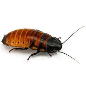 CUCARACHA DE MADAGASCAR