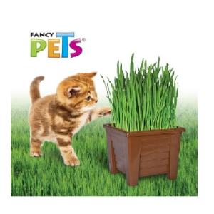 PASTO P/GATOS CON MACETA FANCY PETS