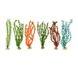 PLANTA IMPORTADA SUNNY 20  (6 PLANTAS)1